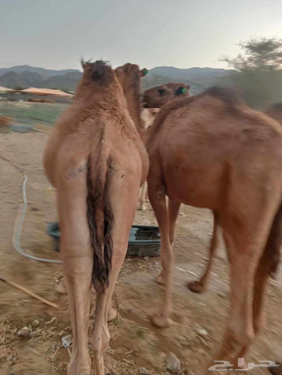 For Excellence-Driven Livestock—We Have the Solution64607891940353110