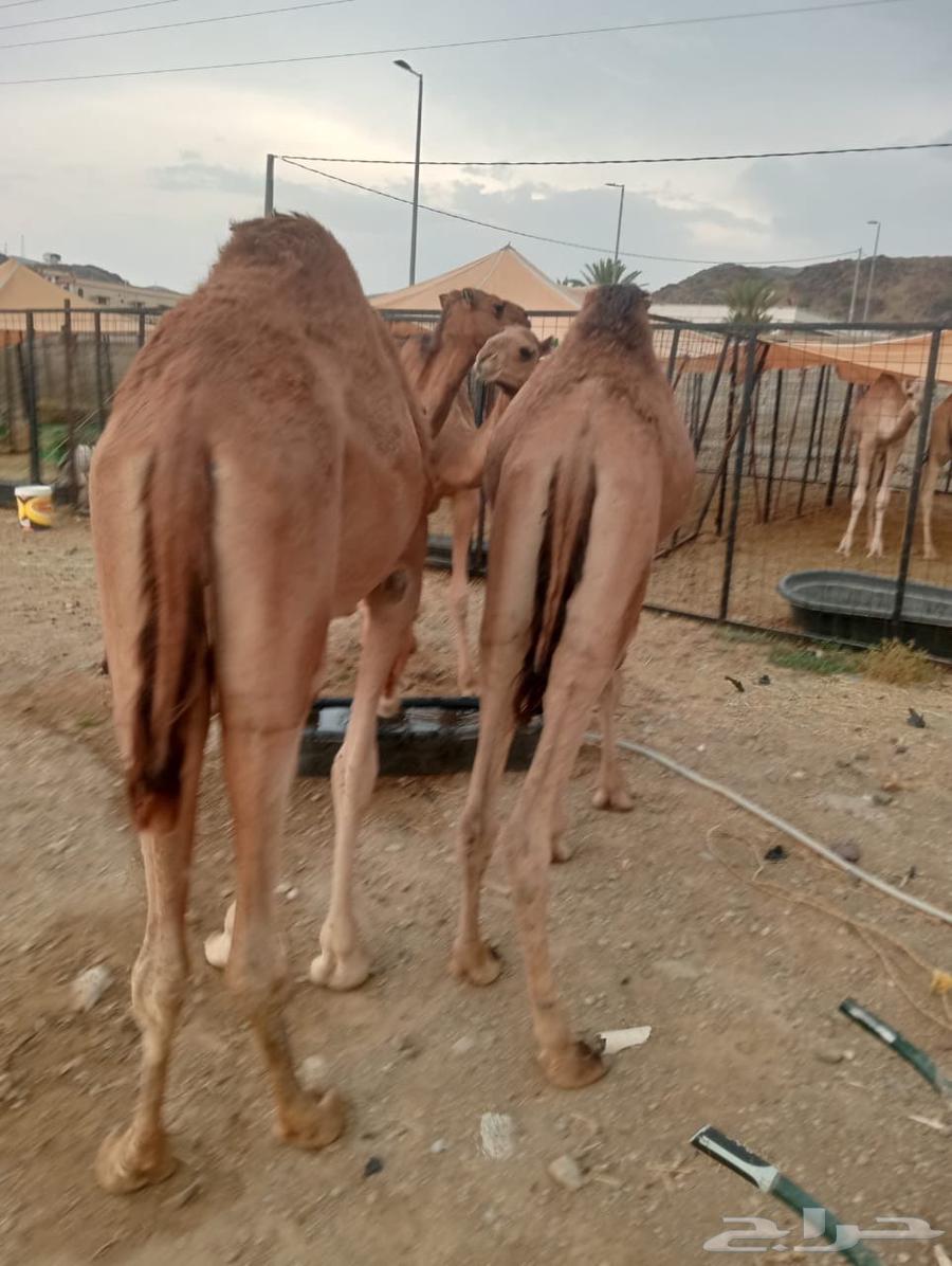 For Excellence-Driven Livestock—We Have the Solution64607891940353113