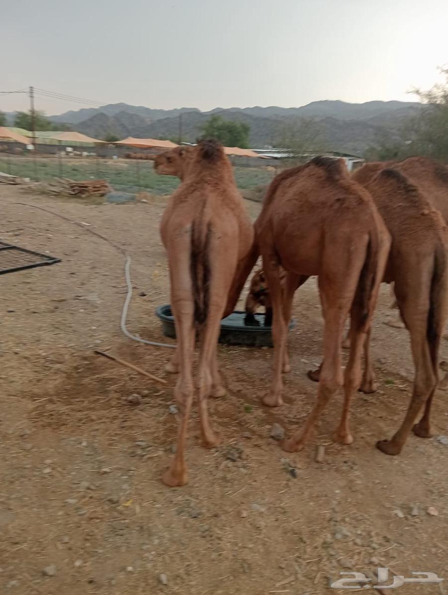 For Excellence-Driven Livestock—We Have the Solution64607891940353114