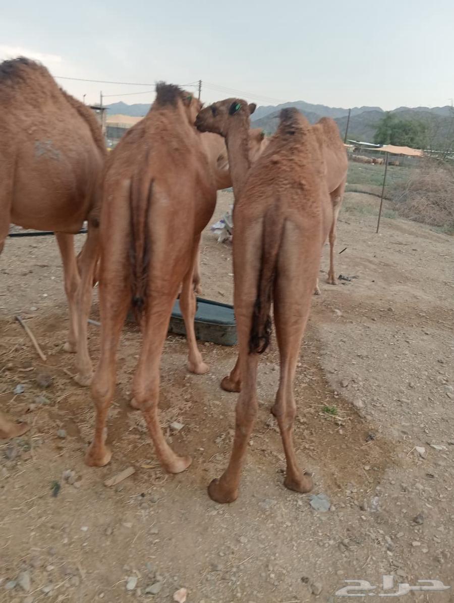 For Excellence-Driven Livestock—We Have the Solution64607891940353112