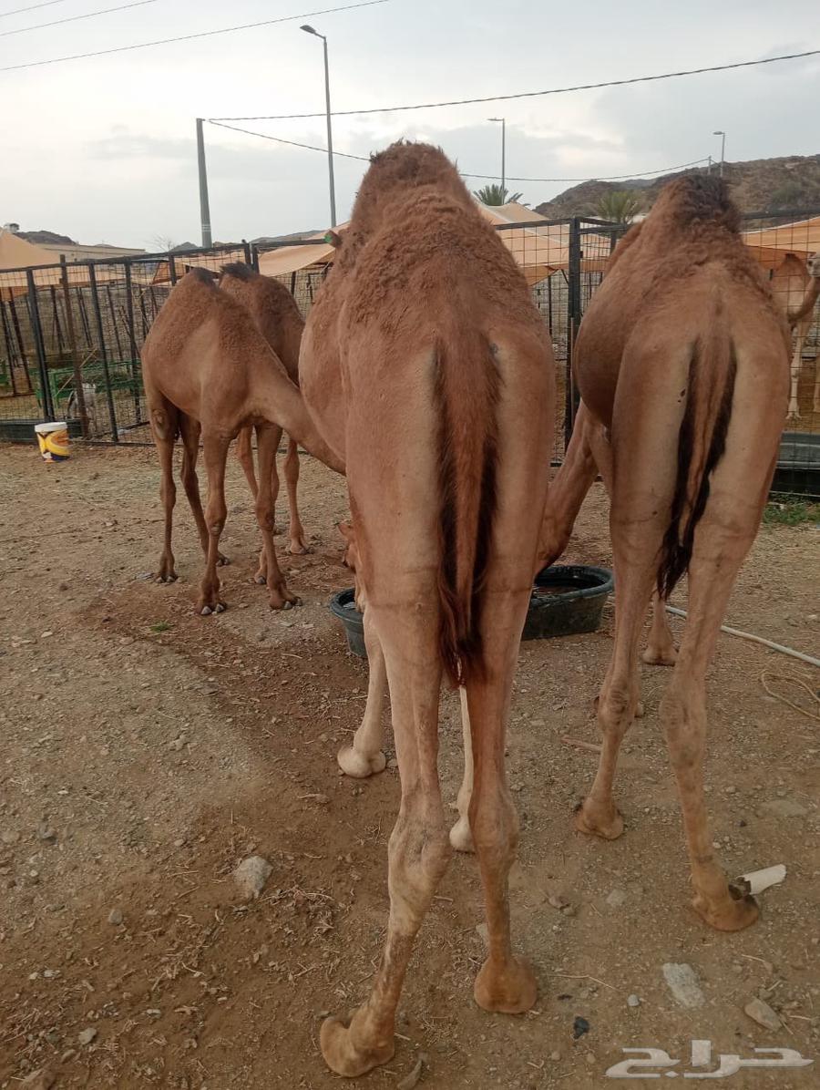 For Excellence-Driven Livestock—We Have the Solution64607891940353111