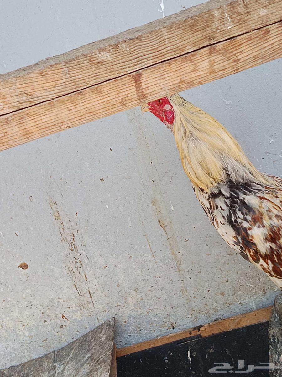 Asfan64607607012355110