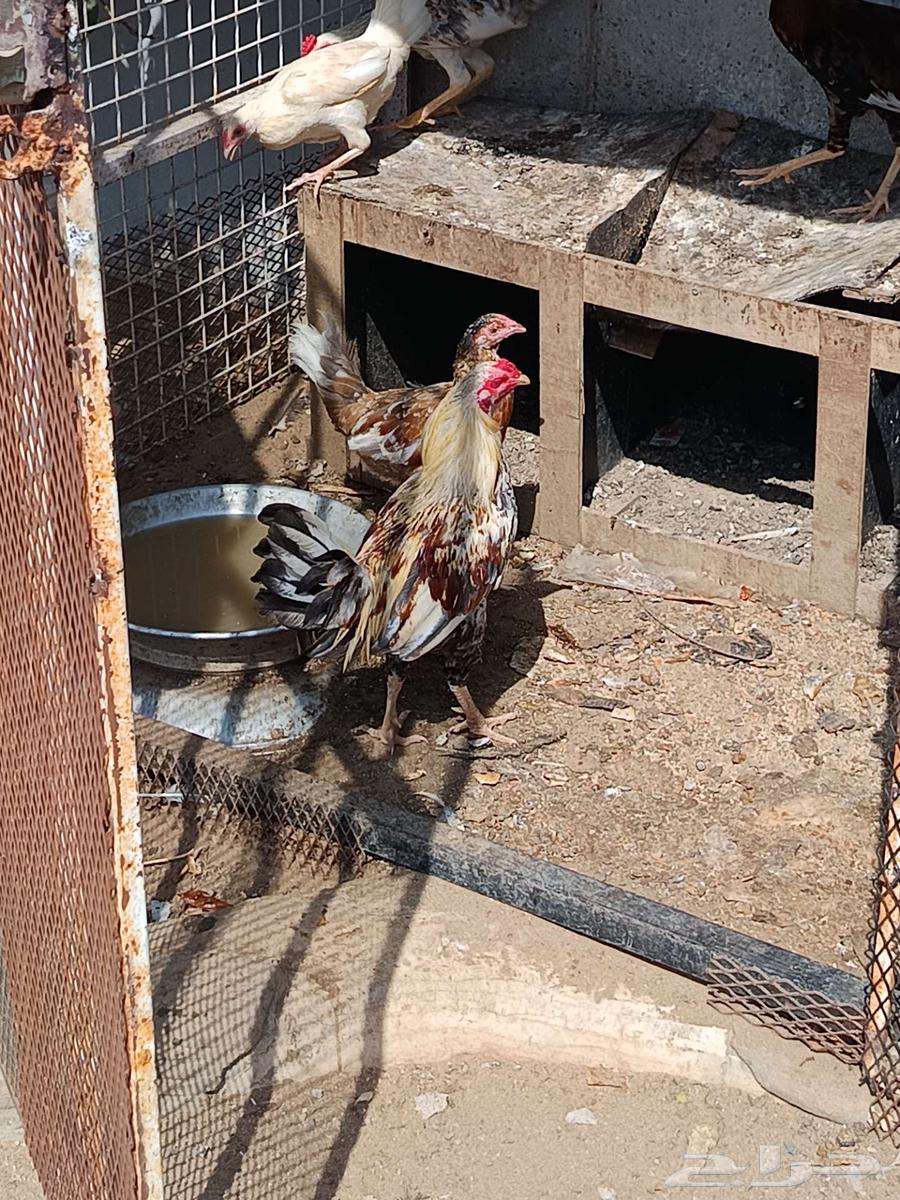 Asfan64607607012355111