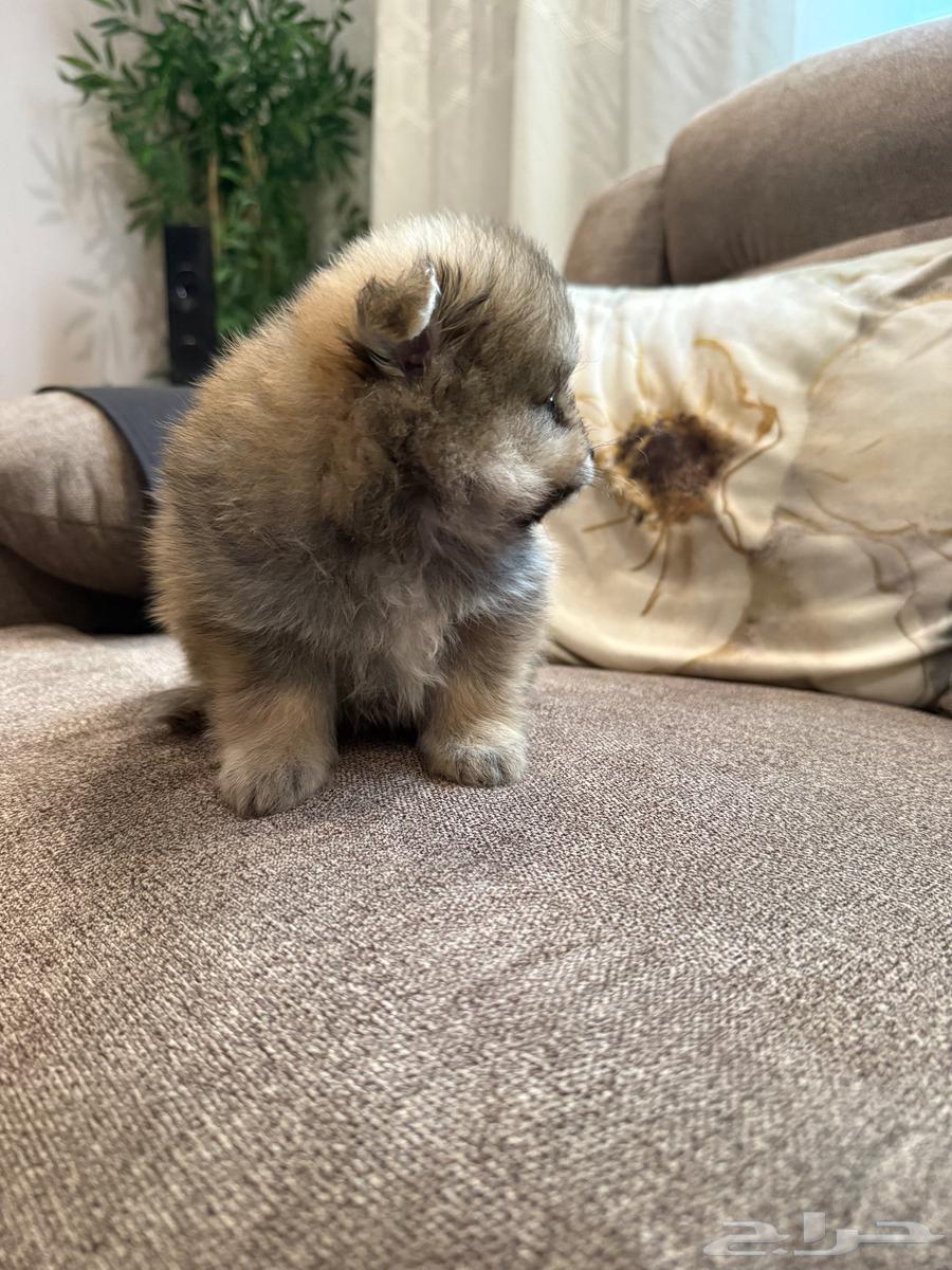 تم البيع64607594684417111