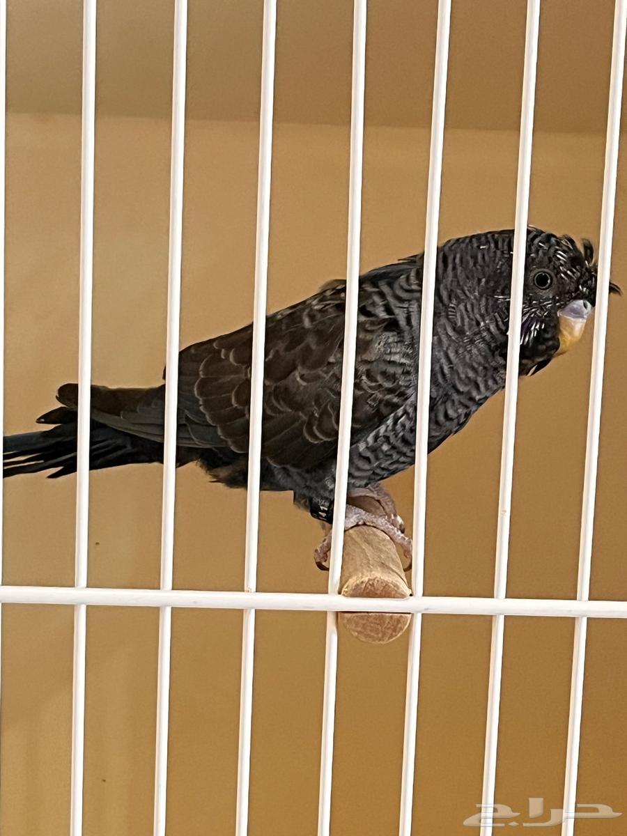 ذكر دبل بلاك فايلوت64609523423105111