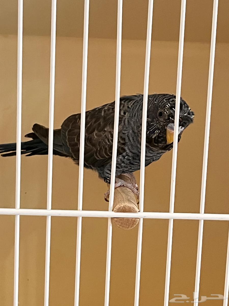 ذكر دبل بلاك فايلوت64609523423105112