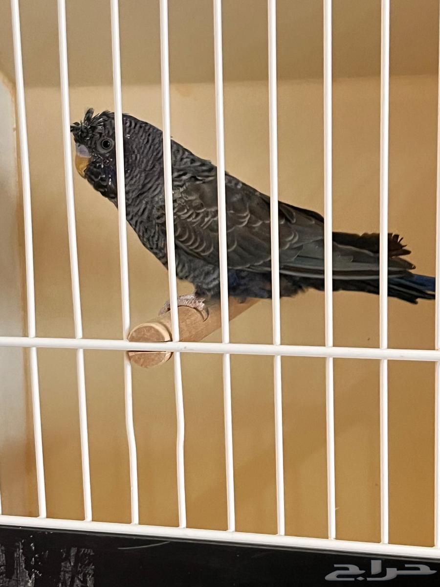 ذكر دبل بلاك فايلوت64609523423105110