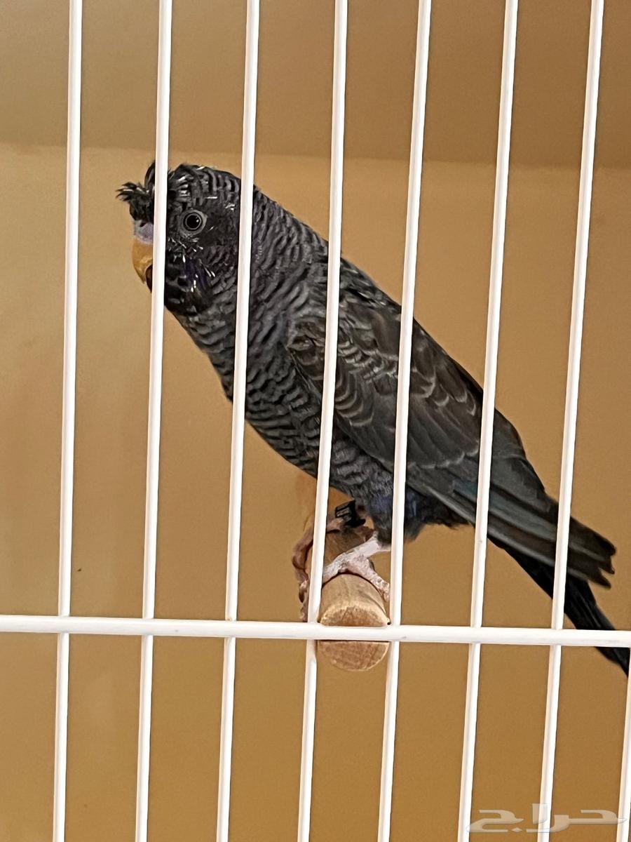 ذكر دبل بلاك فايلوت64609523423105113