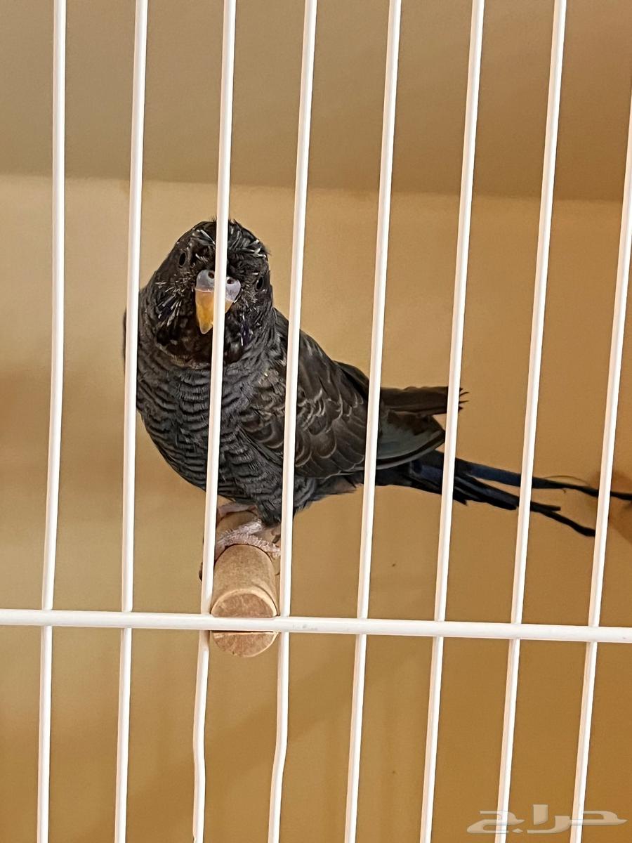 ذكر دبل بلاك فايلوت64609523423105114