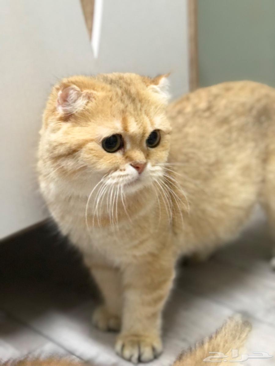 انثى فولد مستوردة للبيع64609673127425110