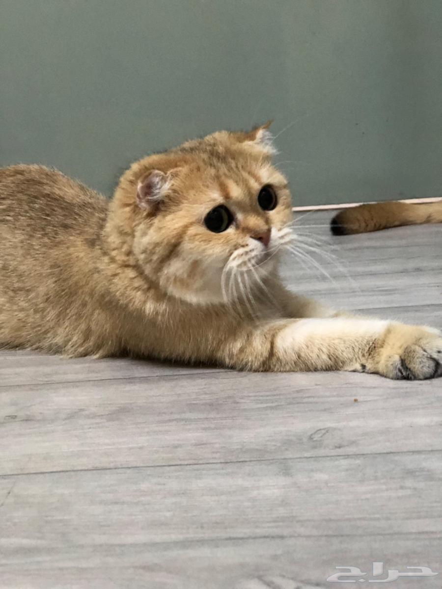 انثى فولد مستوردة للبيع64609673127425111