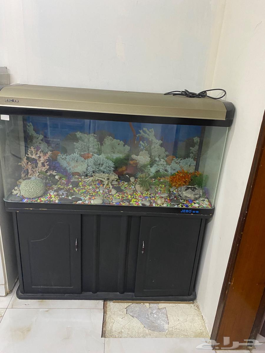 حوض سمك للبيع سليم ولايوجد به عيوب64609957964547111