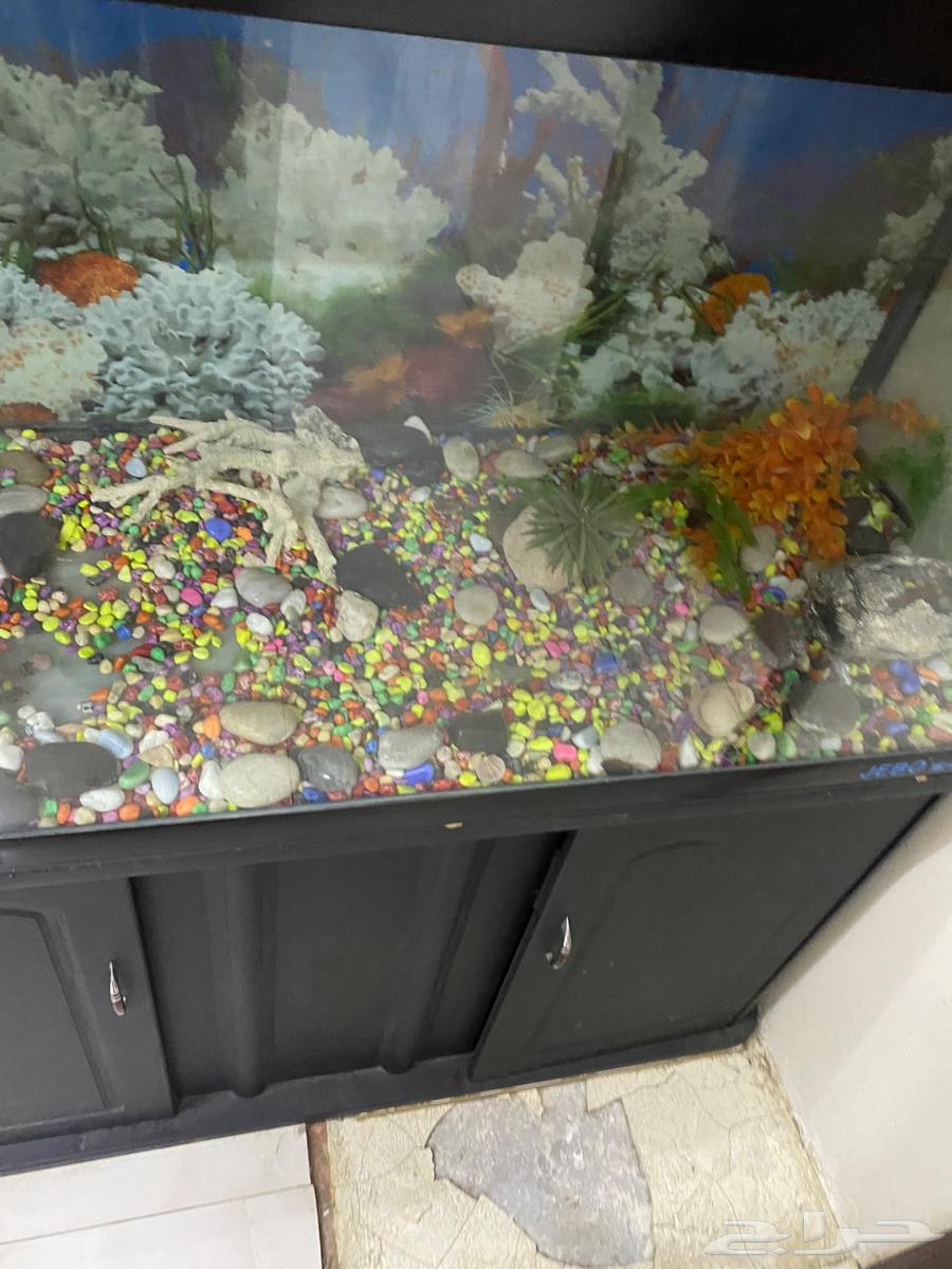 حوض سمك للبيع سليم ولايوجد به عيوب64609957964547112