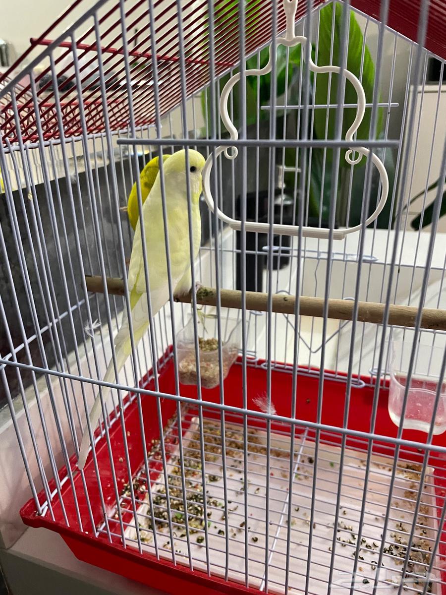 طيور للبيع64610083047810110