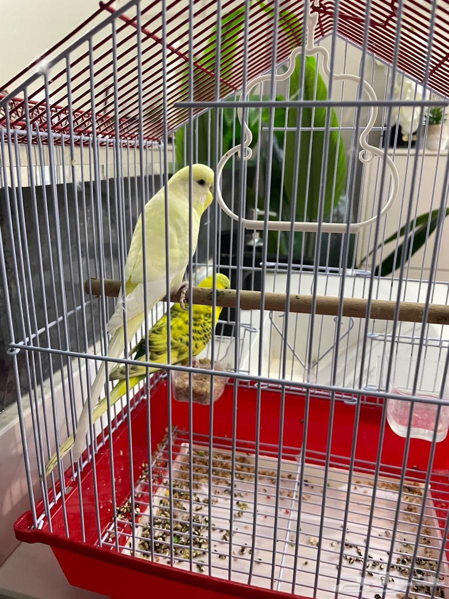 طيور للبيع64610083047810111