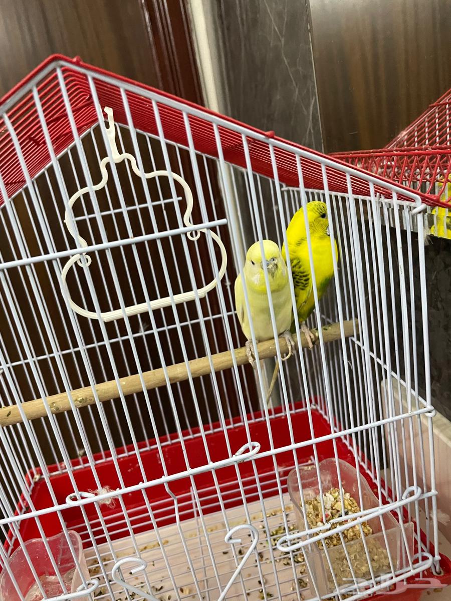 طيور للبيع64610083047810112