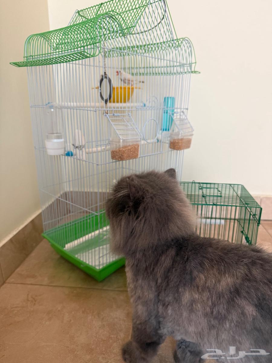 للبيع زوج زيبرا فينش هولندي64610791144450112