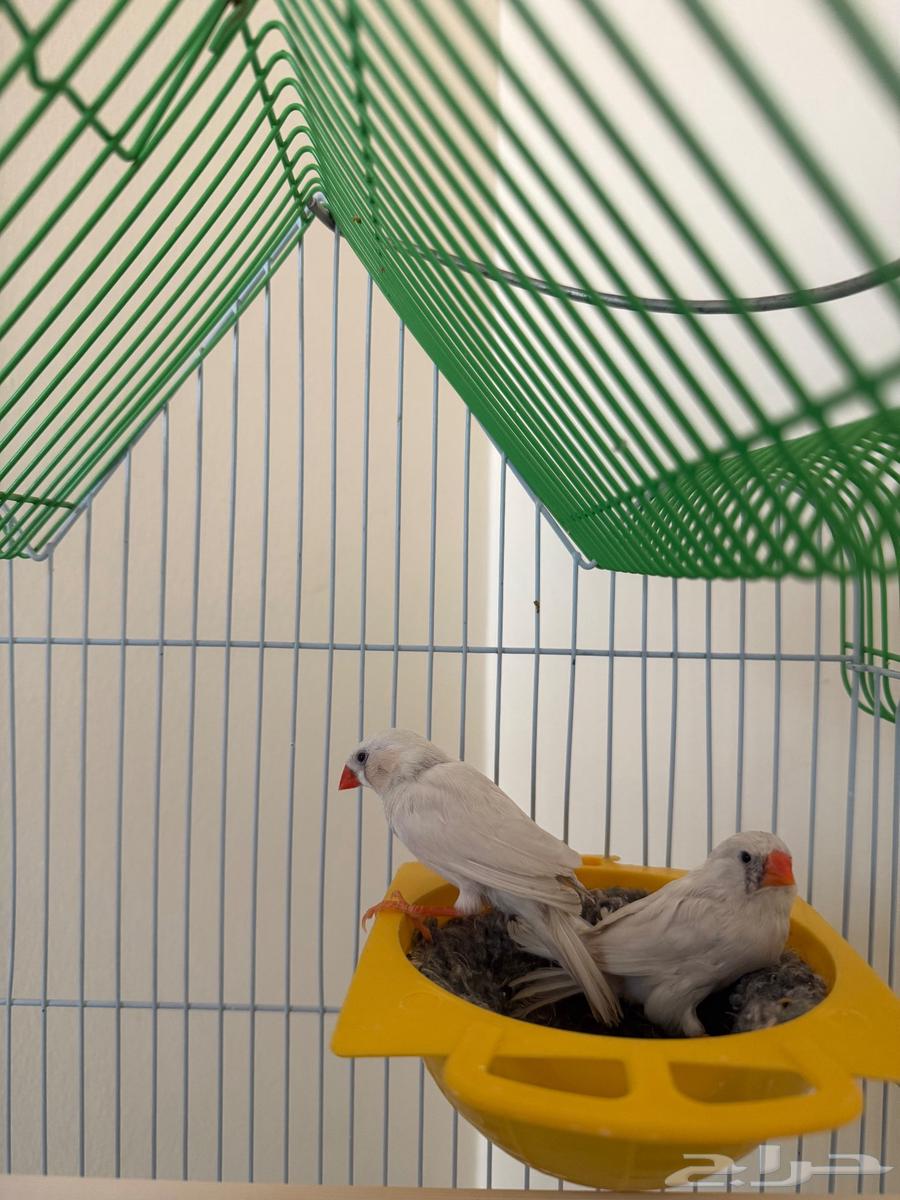 للبيع زوج زيبرا فينش هولندي64610791144450110