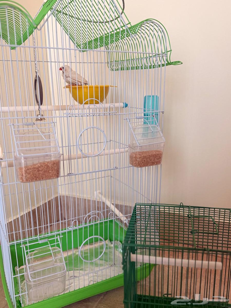 للبيع زوج زيبرا فينش هولندي64610791144450111