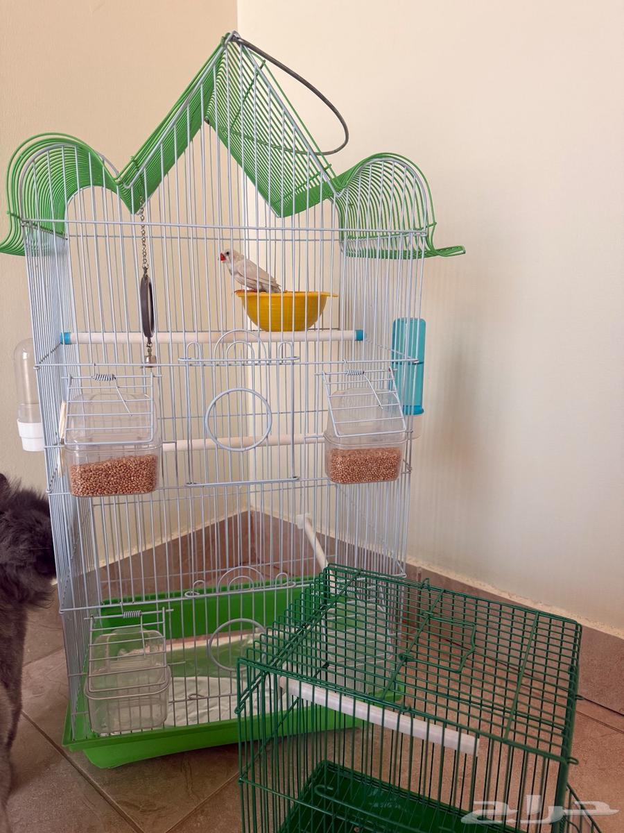 للبيع زوج زيبرا فينش هولندي64610791144450113