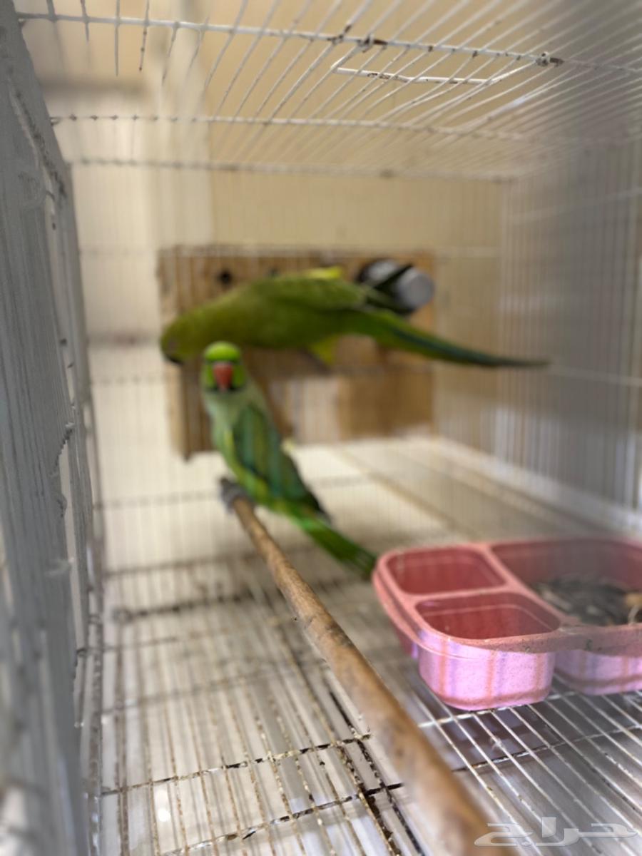 A pair of doves, the dove bird64611405294978110