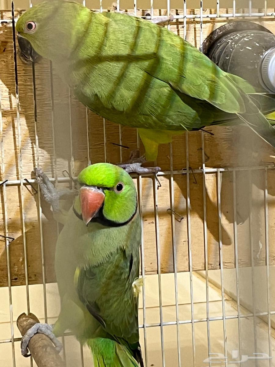 A pair of doves, the dove bird64611405294978111