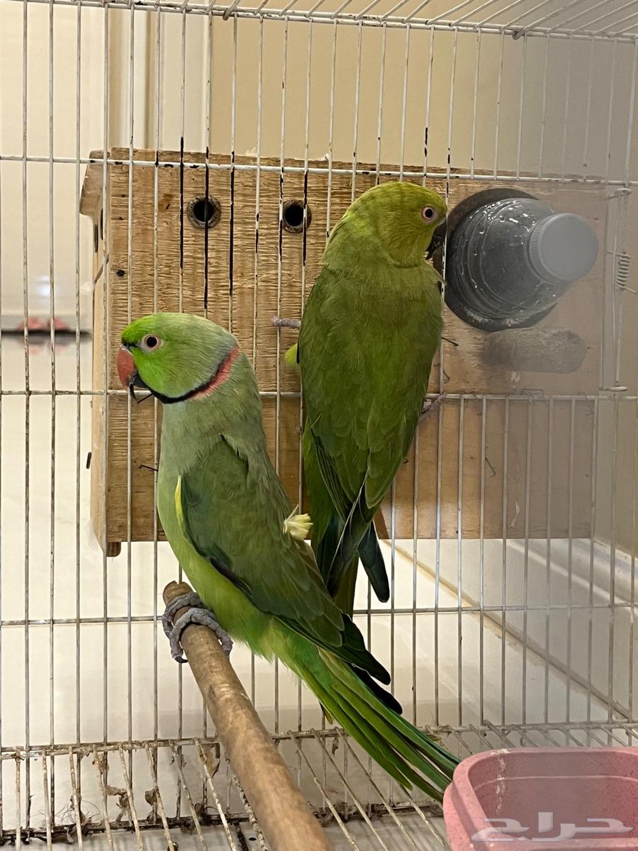 A pair of doves, the dove bird64611405294978112