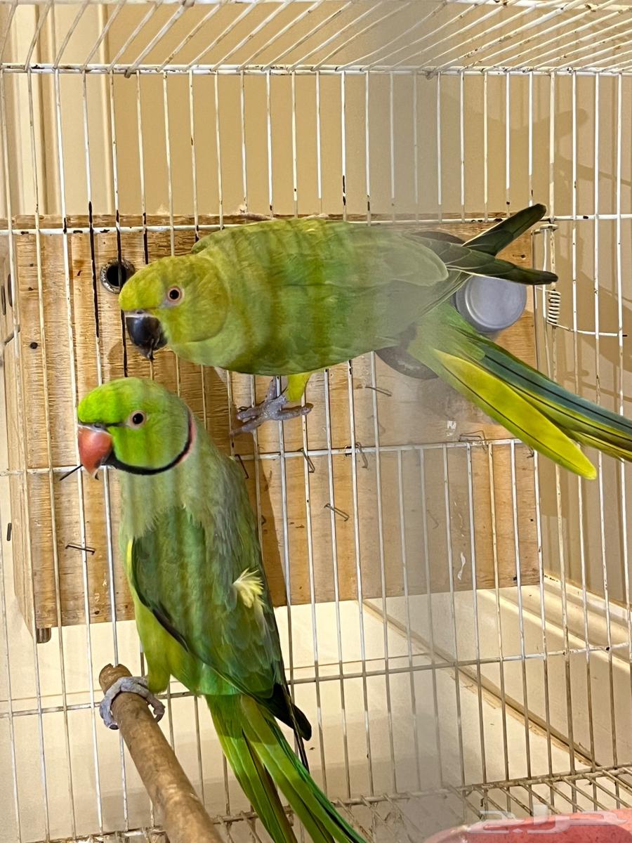 A pair of doves, the dove bird64611405294978113