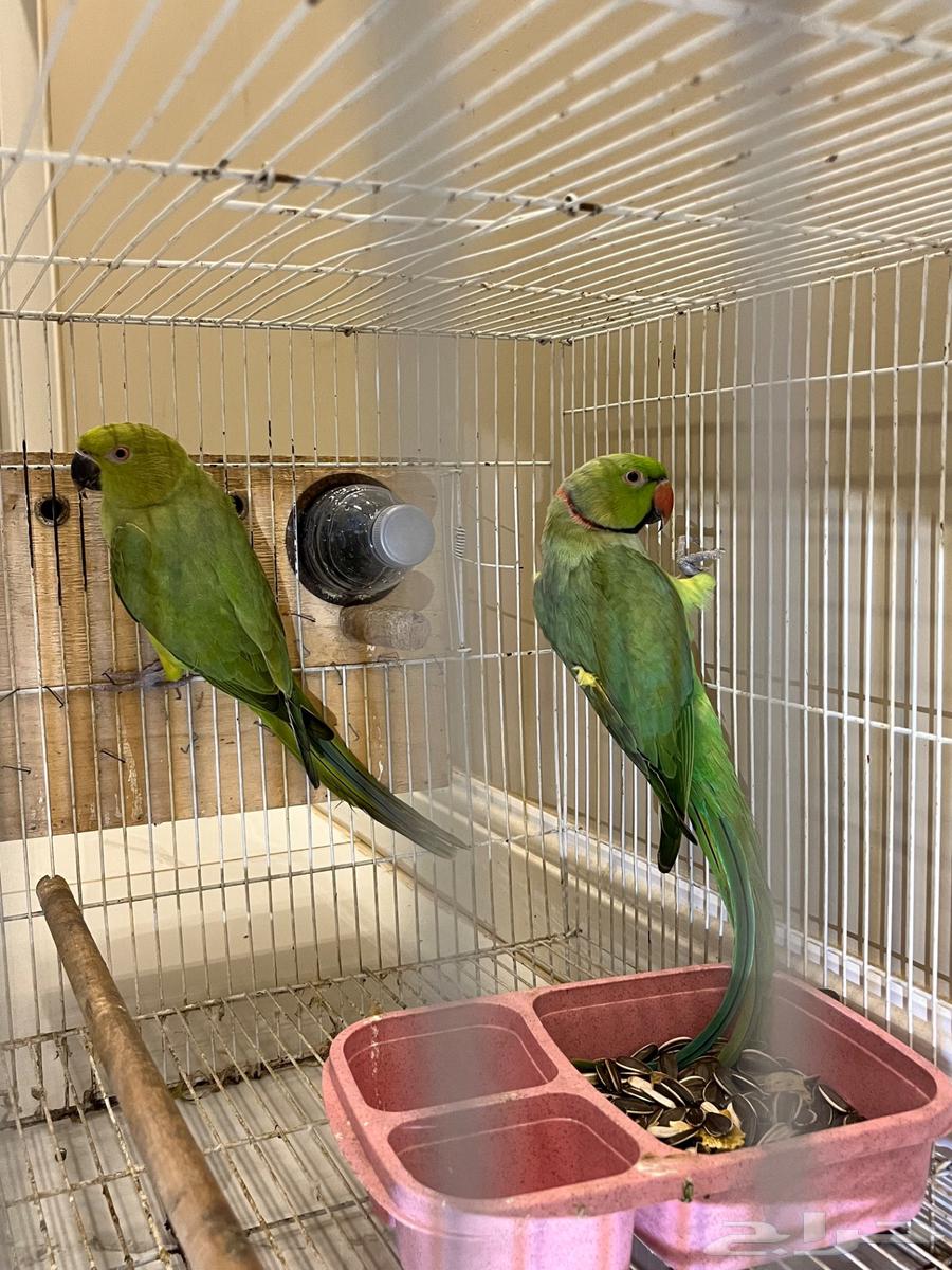 A pair of doves, the dove bird64611405294978114