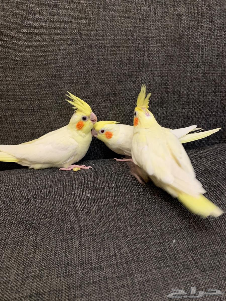 فروخ كروان كوكتيل لاتينو64612582687874112