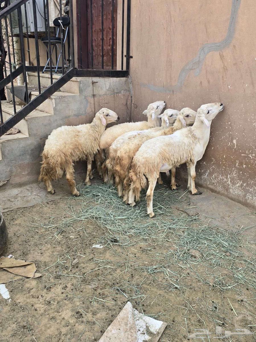 طليان للبيع64612994149763113