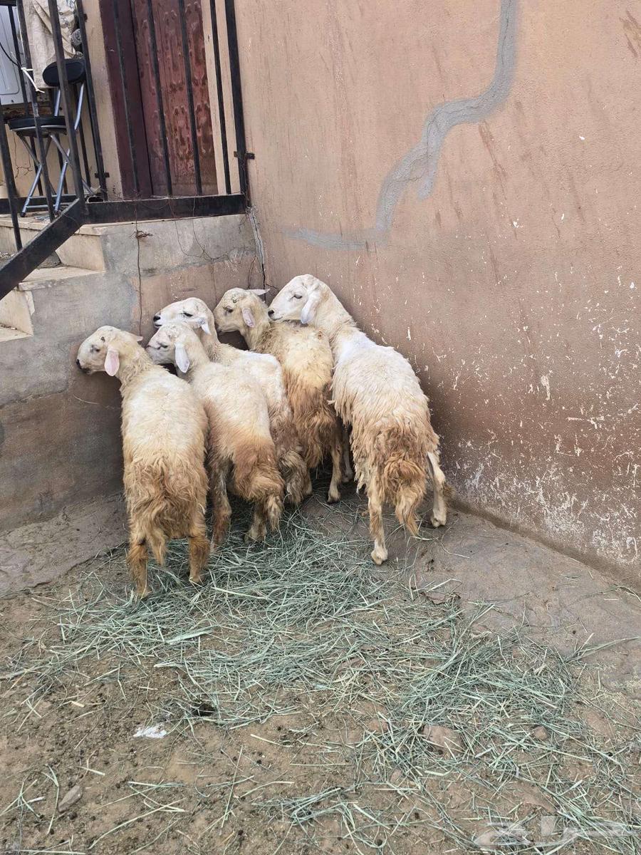 طليان للبيع64612994149763111