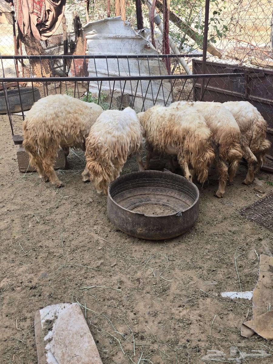 طليان للبيع64612994149763112