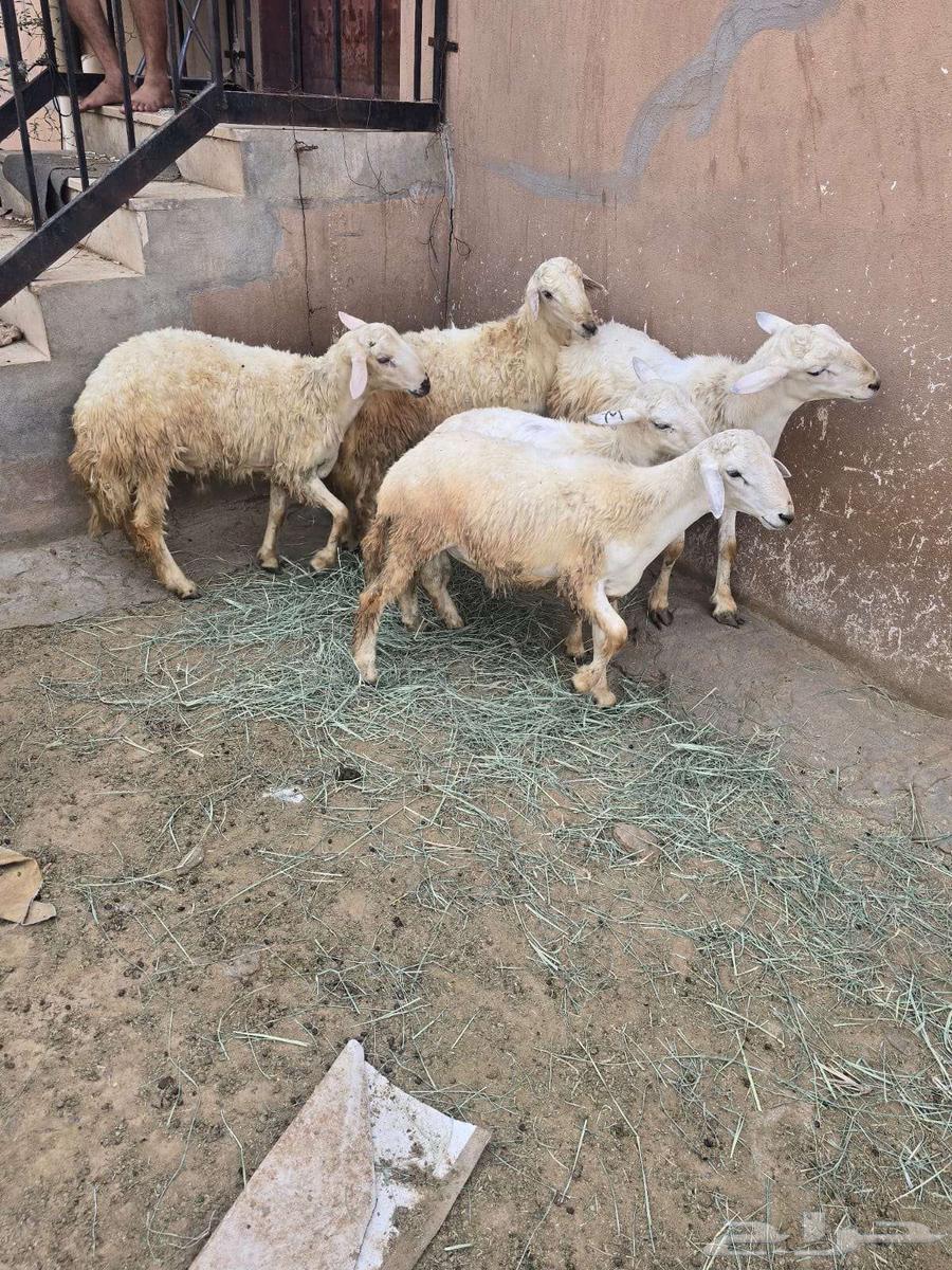 طليان للبيع64612994149763114