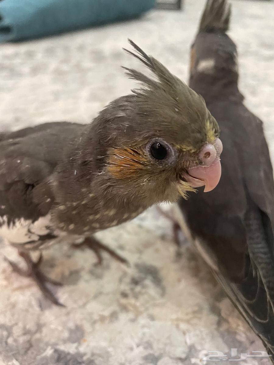 كروان عنيزة64612981657345110