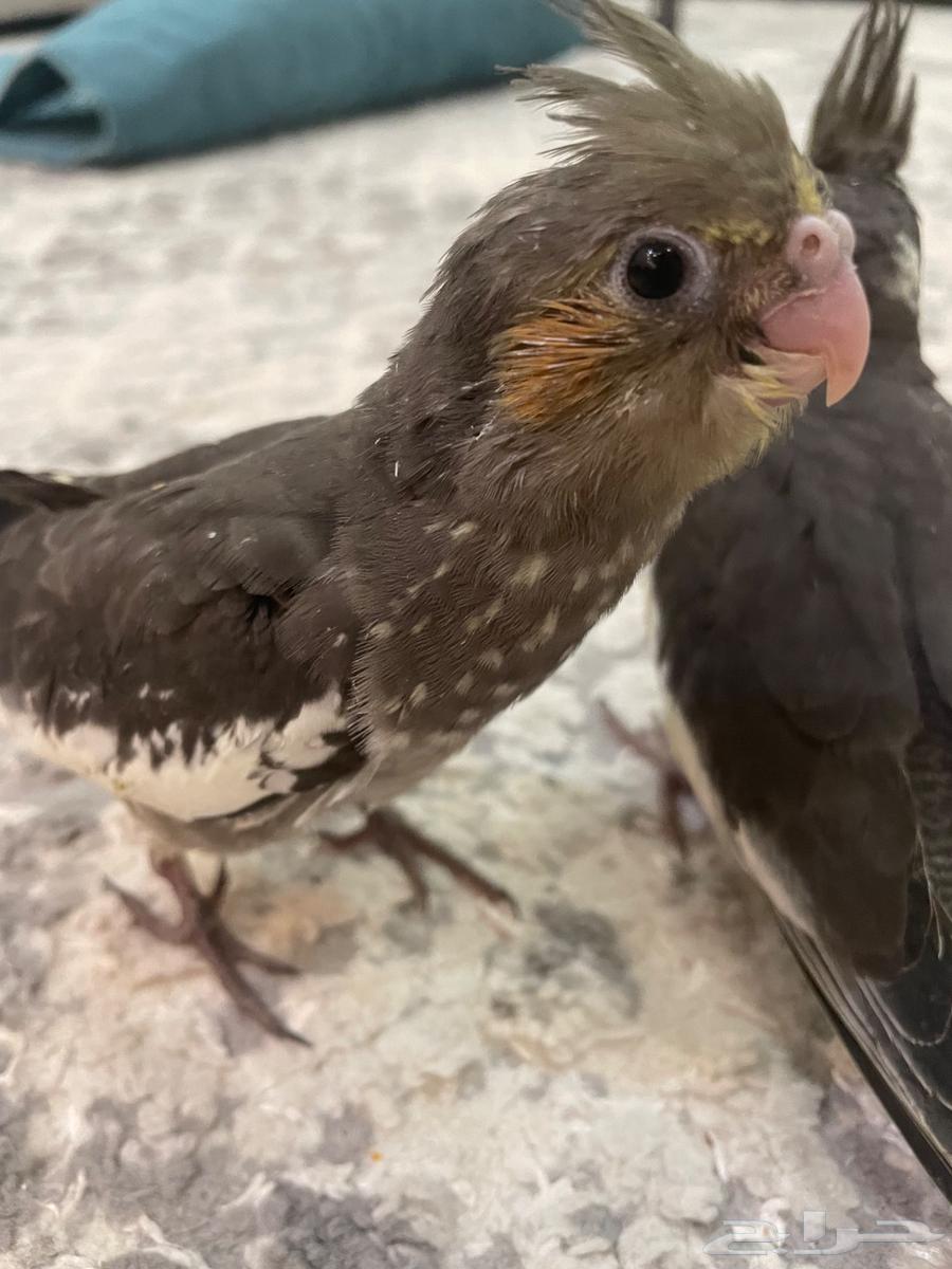 كروان عنيزة64612981657345112