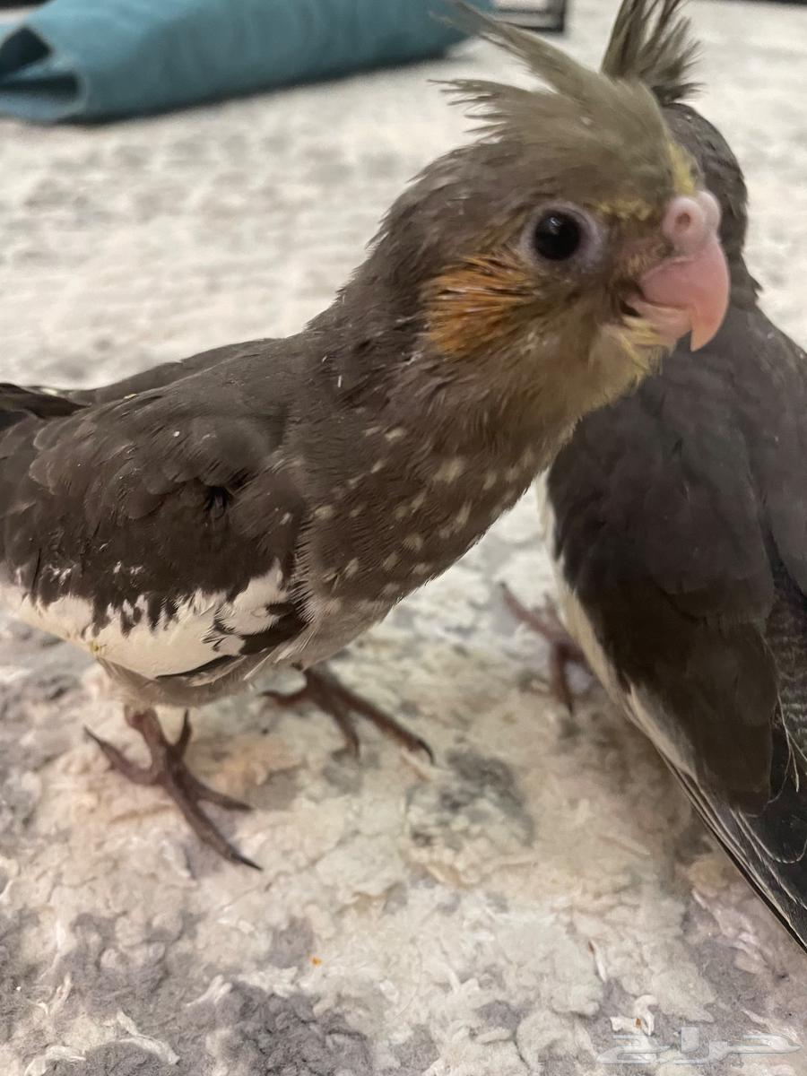 كروان عنيزة64612981657345113