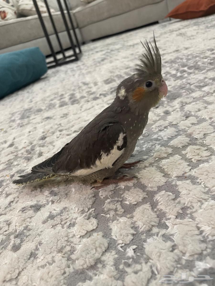 كروان عنيزة64612981657345111