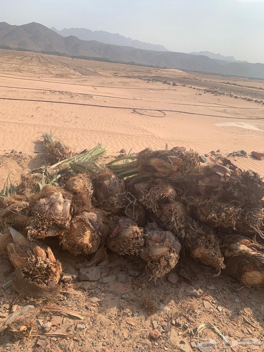 اصنا عجوه لبيع مقلوعه جاهزه الحجم وسط من 20 الي 1564614695651586110