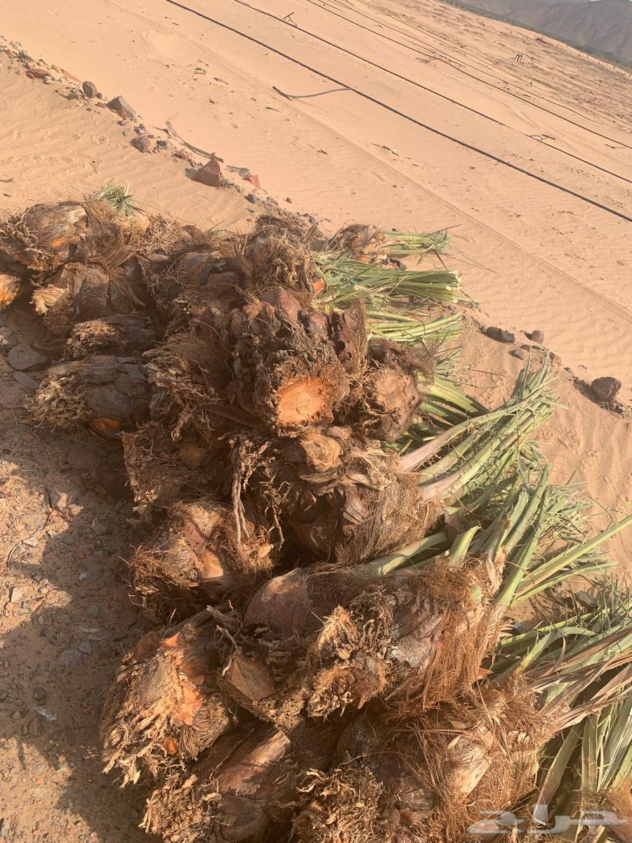 اصنا عجوه لبيع مقلوعه جاهزه الحجم وسط من 20 الي 1564614695651586112