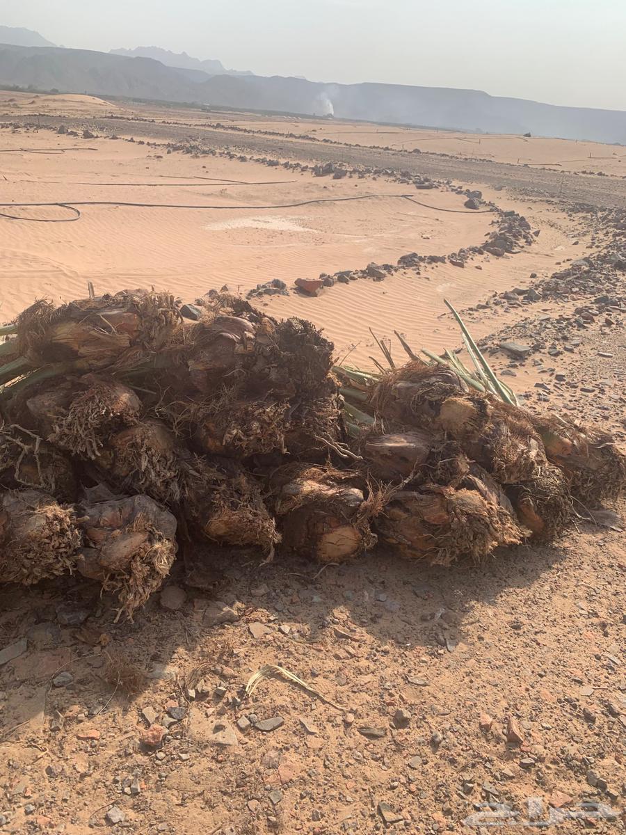 اصنا عجوه لبيع مقلوعه جاهزه الحجم وسط من 20 الي 1564614695651586111