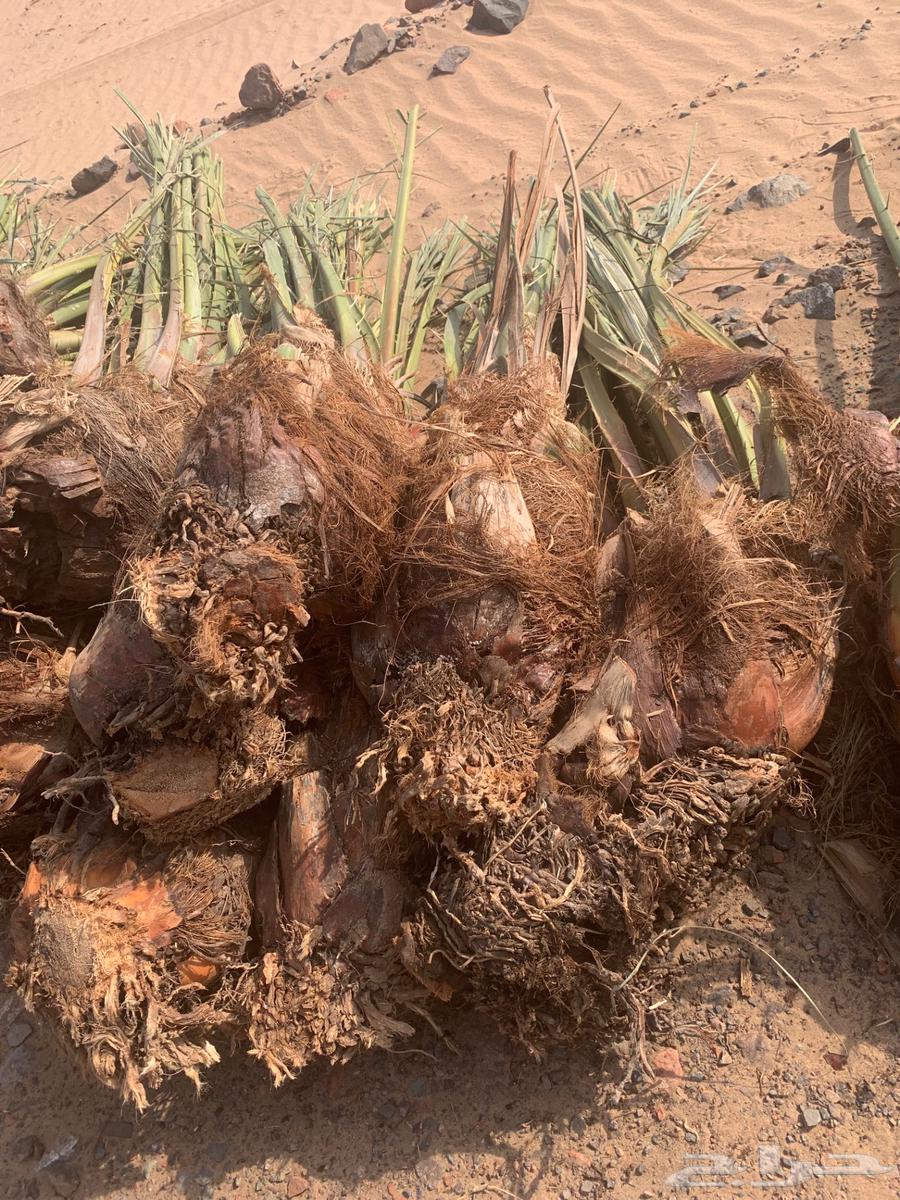 اصنا عجوه لبيع مقلوعه جاهزه الحجم وسط من 20 الي 1564614695651586113