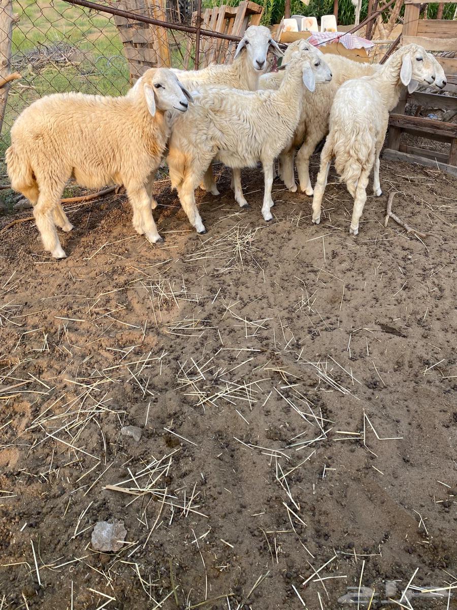 طليان ورخال64615004007939110