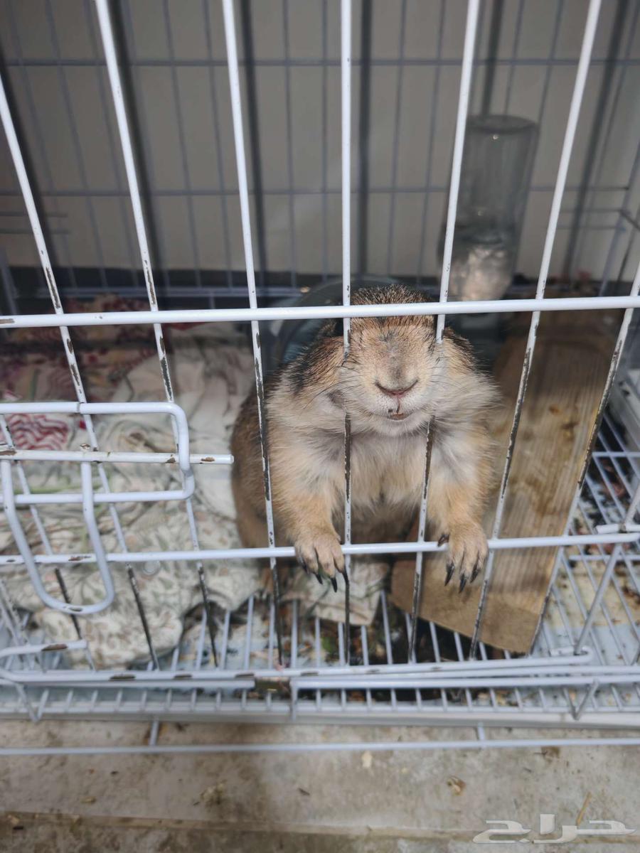 ذكر المرموط.. كلب البراري64607134855555111