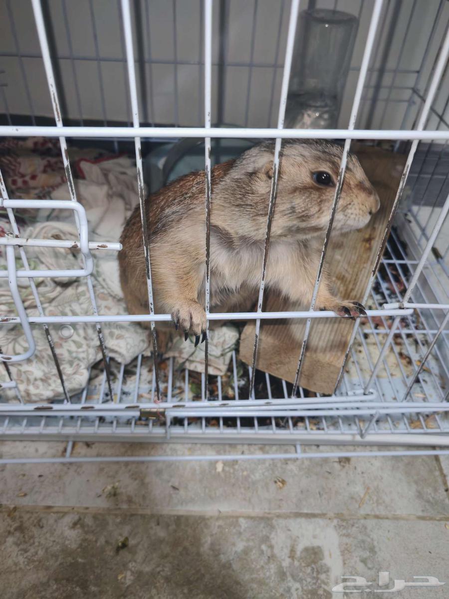 ذكر المرموط.. كلب البراري64607134855555112