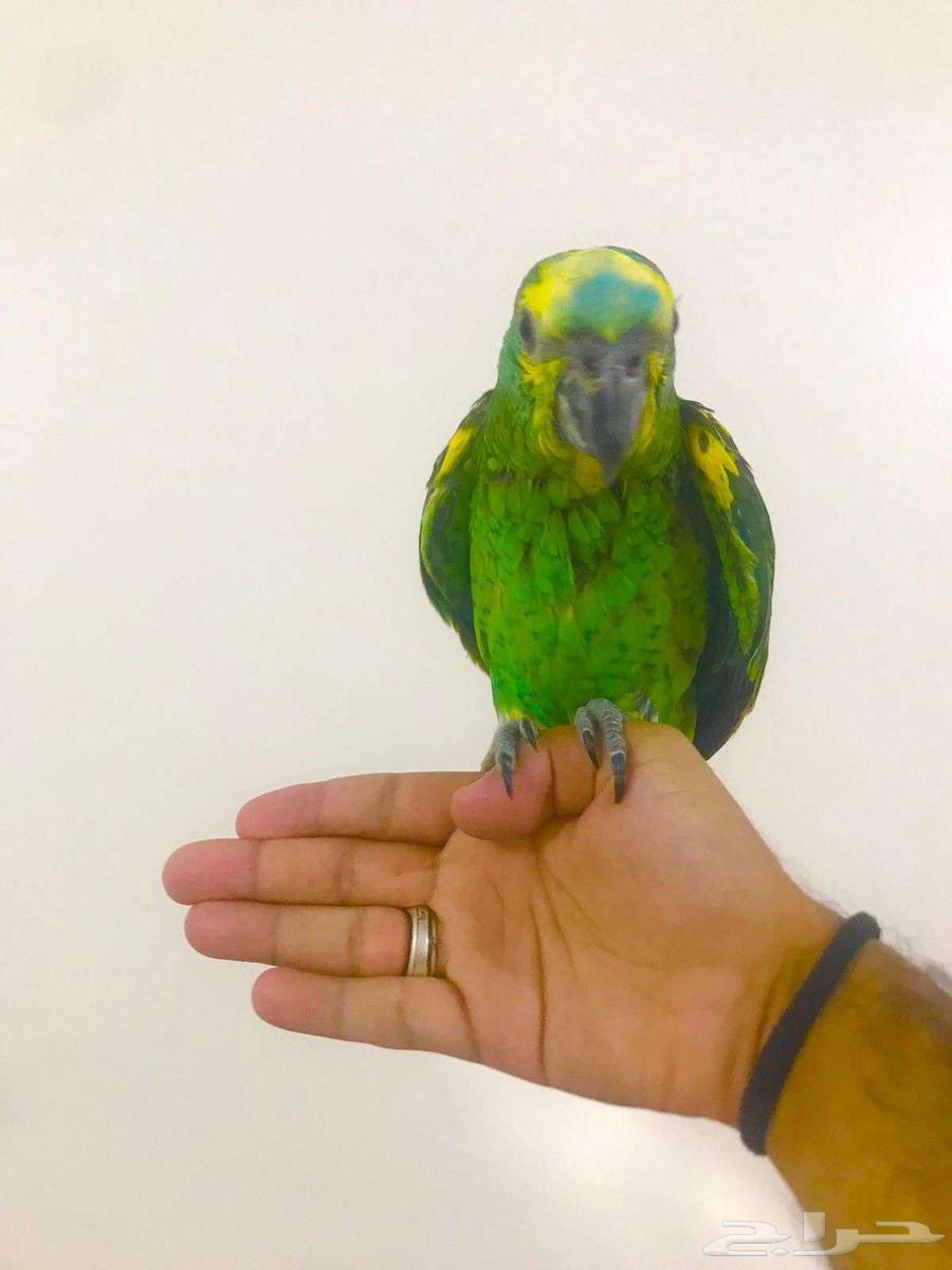 فرووخ بلوفرنتد جاكو(تم البيع)64615460577666114