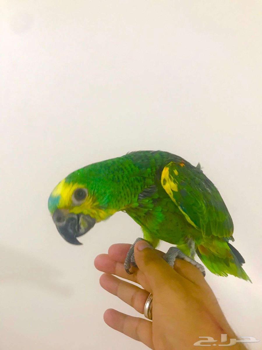 فرووخ بلوفرنتد جاكو(تم البيع)64615460577666111