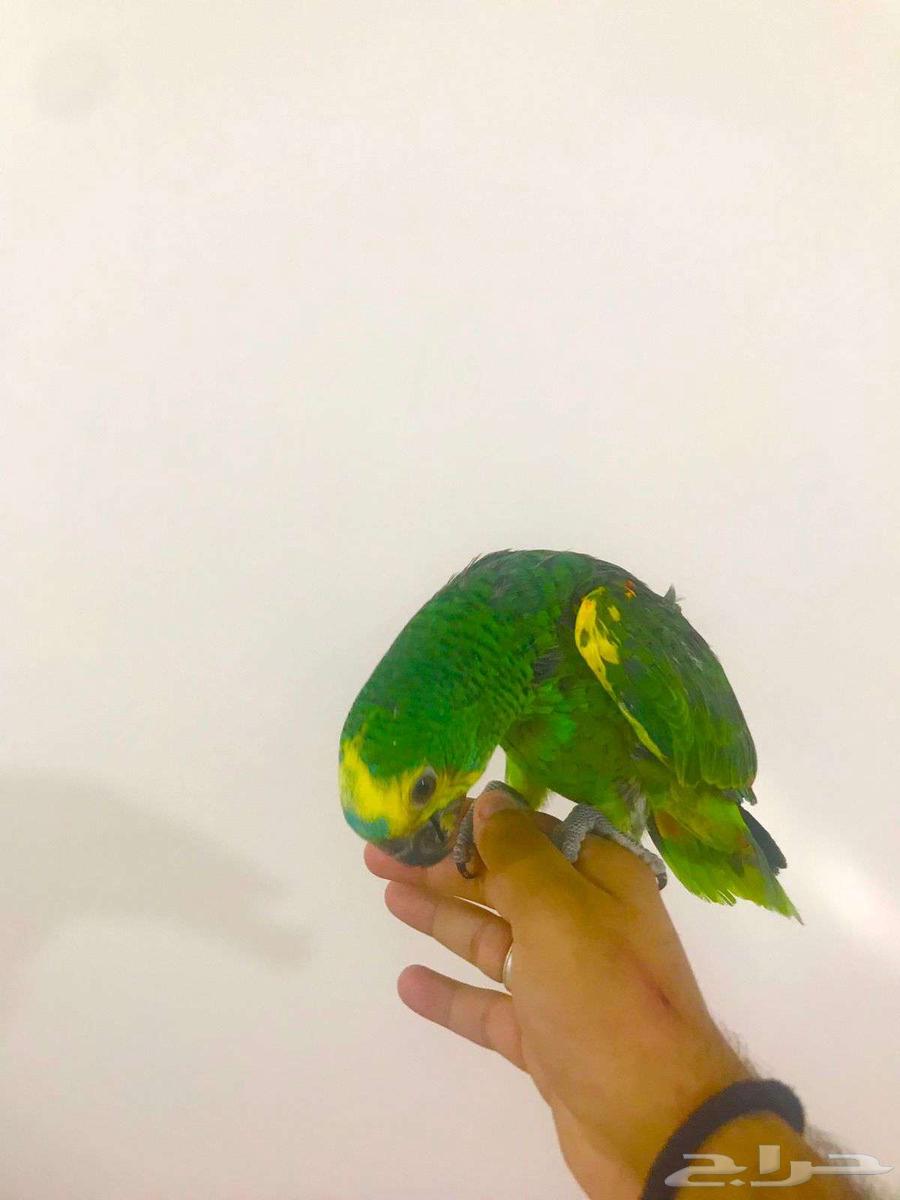 فرووخ بلوفرنتد جاكو(تم البيع)64615460577666112