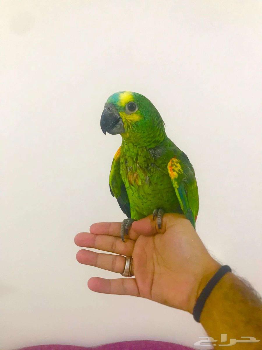 فرووخ بلوفرنتد جاكو(تم البيع)64615460577666113