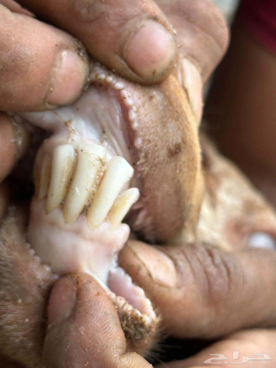 فحل للبيع64615522334081110